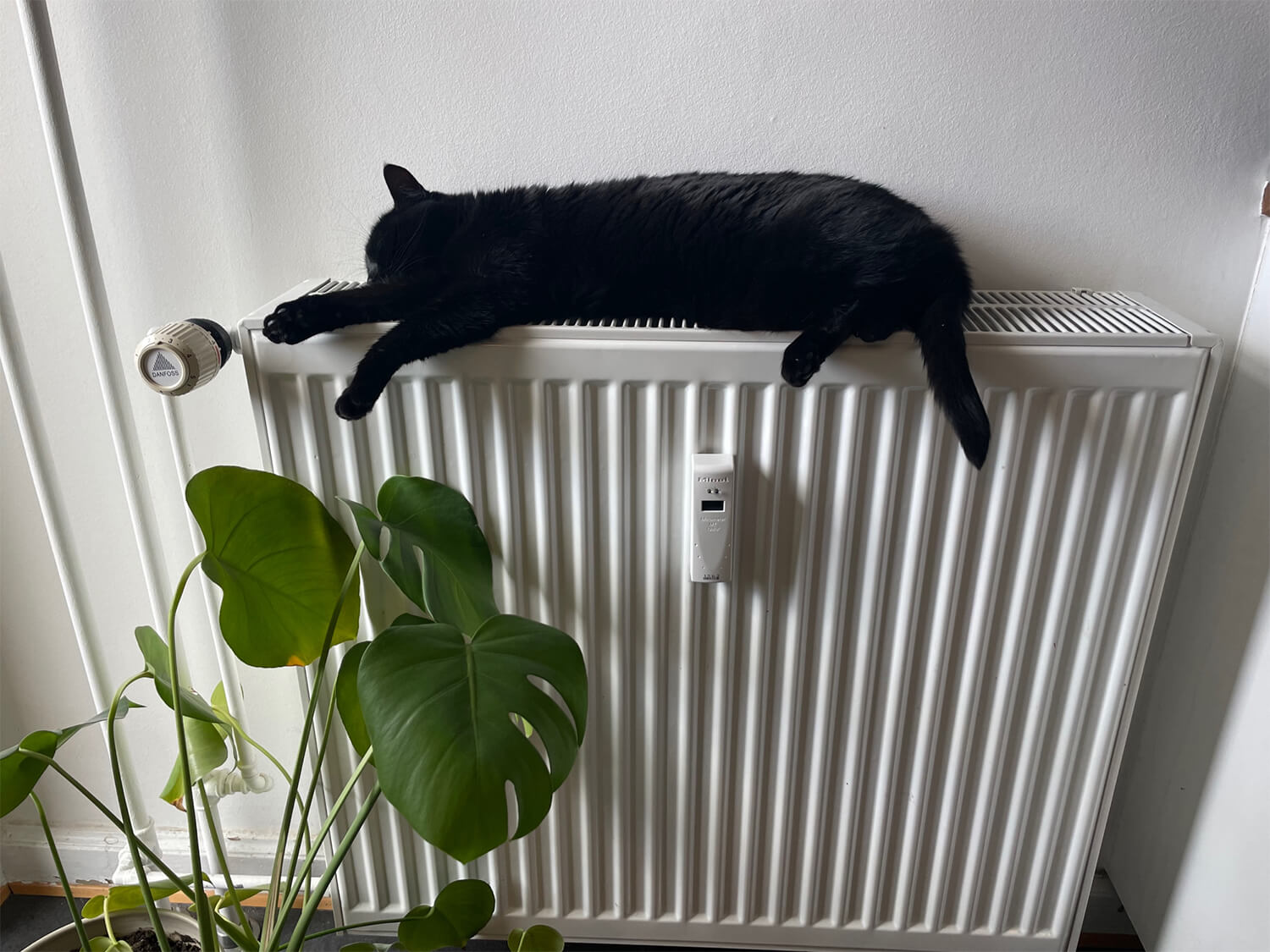 Sovende sort kat på radiator