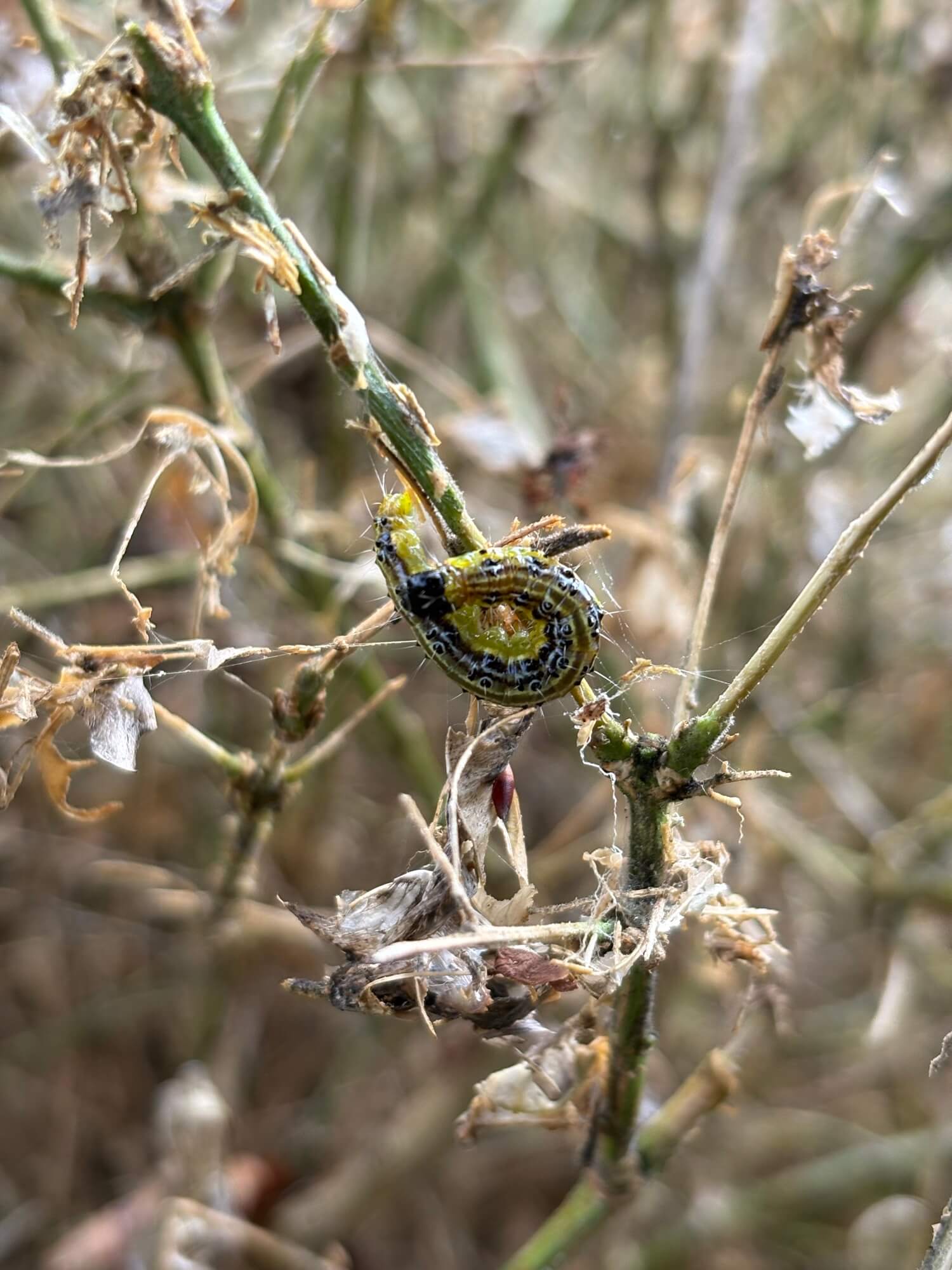Buksbomhalvmøllarve i visnende plante